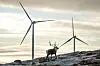 Hensyn til reindriftsnæringen blir blant hensynene som skal vurderes når ny kraft skal etableres i Finnmark. Foto: Heiko Junge / NTB
