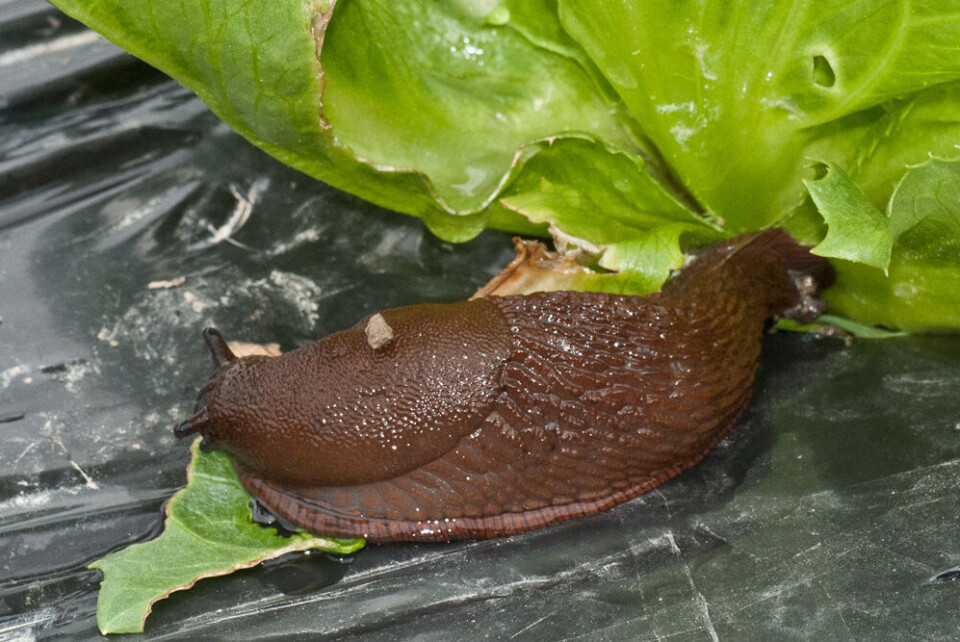 Plukket tusen snegler på en dag