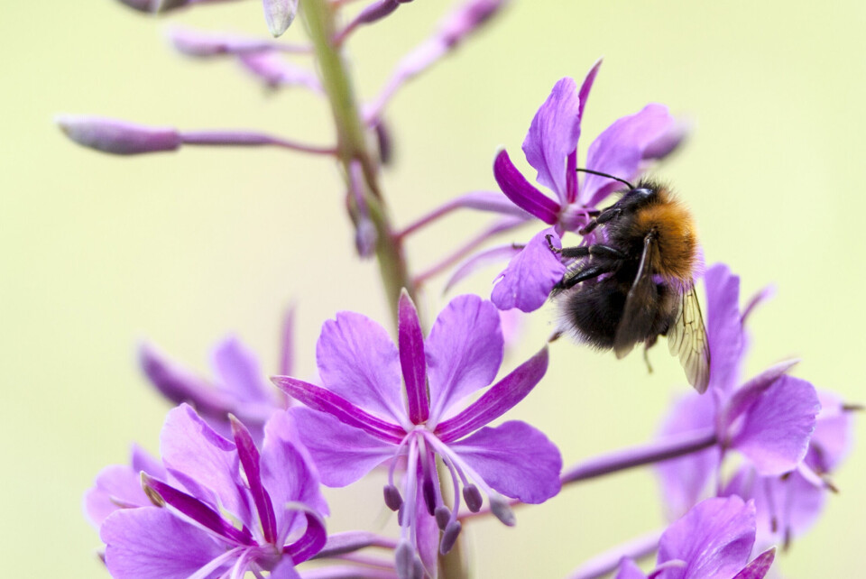 En humle samler nektar fra en geitramsblomst.