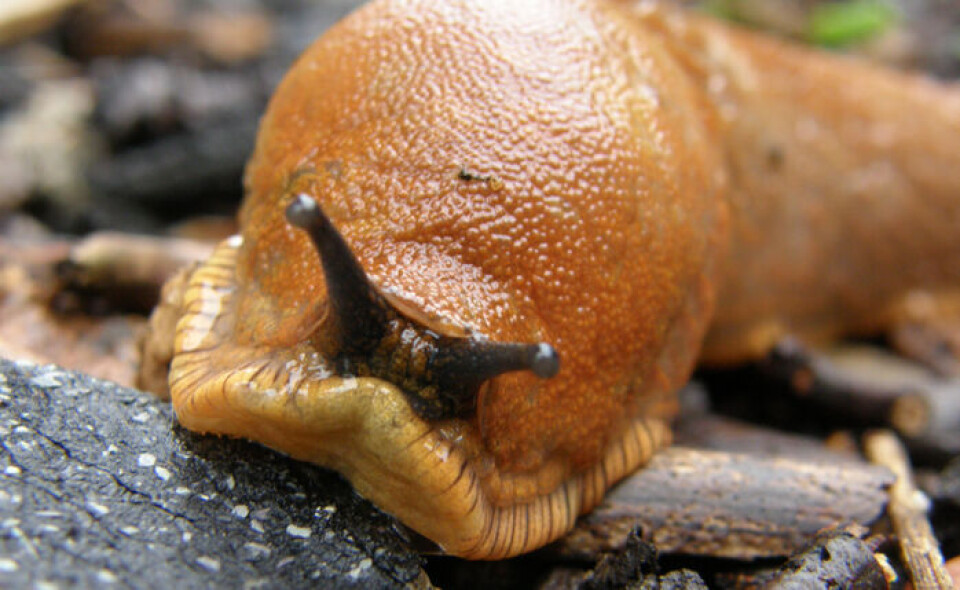 Årets tregeste konferanse