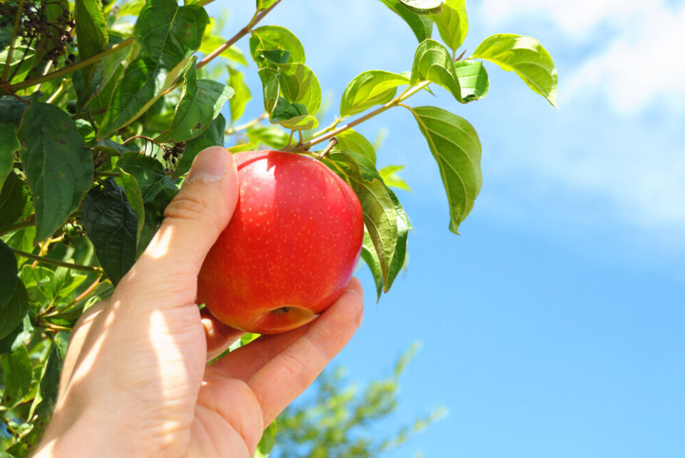 Åpner for import av eple- og pæretrær