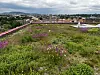 Blågrønne tak kan være et bidrag til naturmangfold i byene. Her er taket på Vega Scene i Oslo. Arkivfoto: Svanhild Blakstad