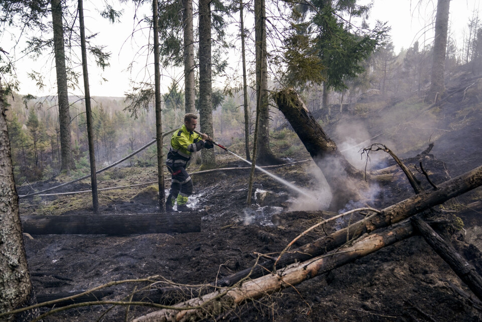 Tidligere i år var det skogbrann mellom Enningdalen og Kornsjø ved svenskegrensen sør for Halden. Nå er brannfaren stor igjen. Tidligere i år var det skogbrann mellom Enningdalen og Kornsjø ved svenskegrensen sør for Halden. Nå er brannfaren stor igjen. Foto: Stian Lysberg Solum / NTB