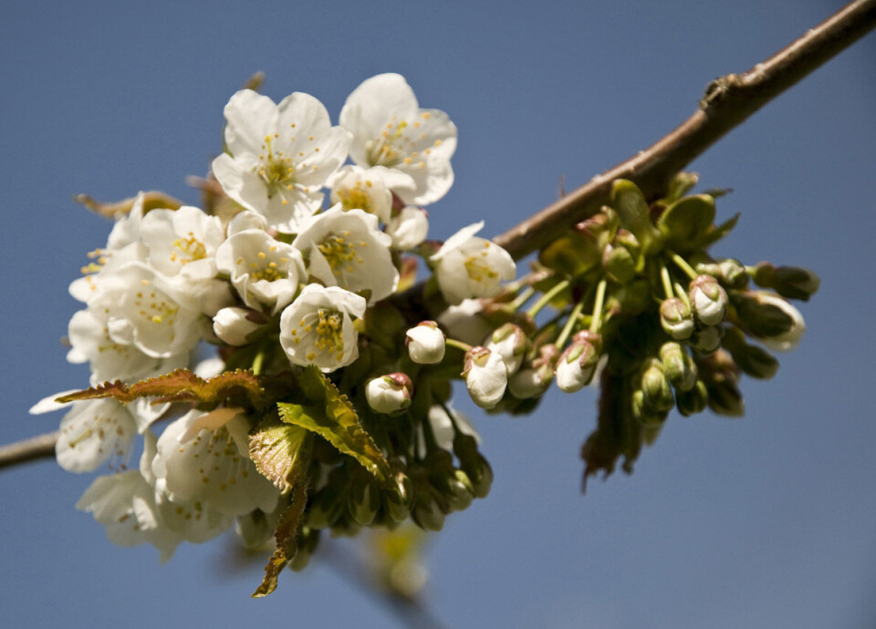 Tidlig blomstring i Hardanger