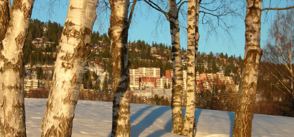 Mot rekordsesong for bjørkepollen