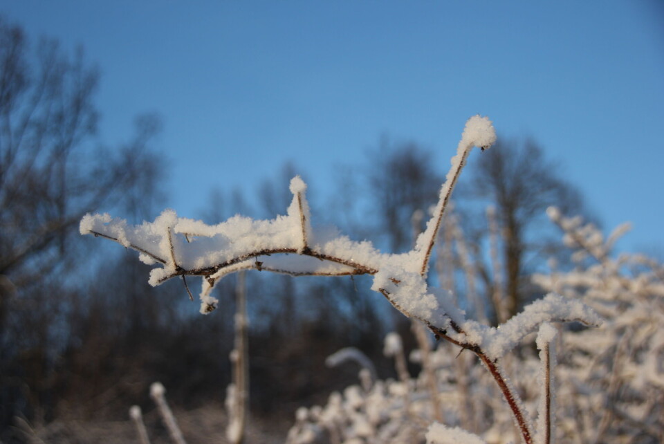 «Vinterhage» romjulen 2014. (Foto: Svanhild Blakstad)