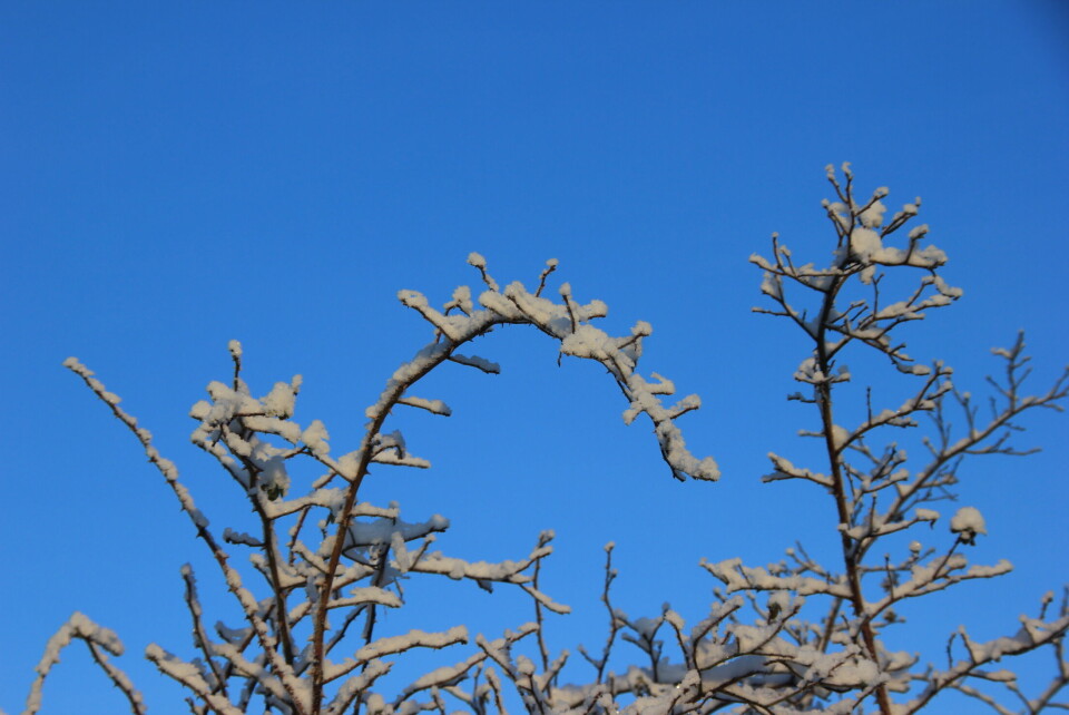 «Vinterhage» romjulen 2014. (Foto: Svanhild Blakstad)