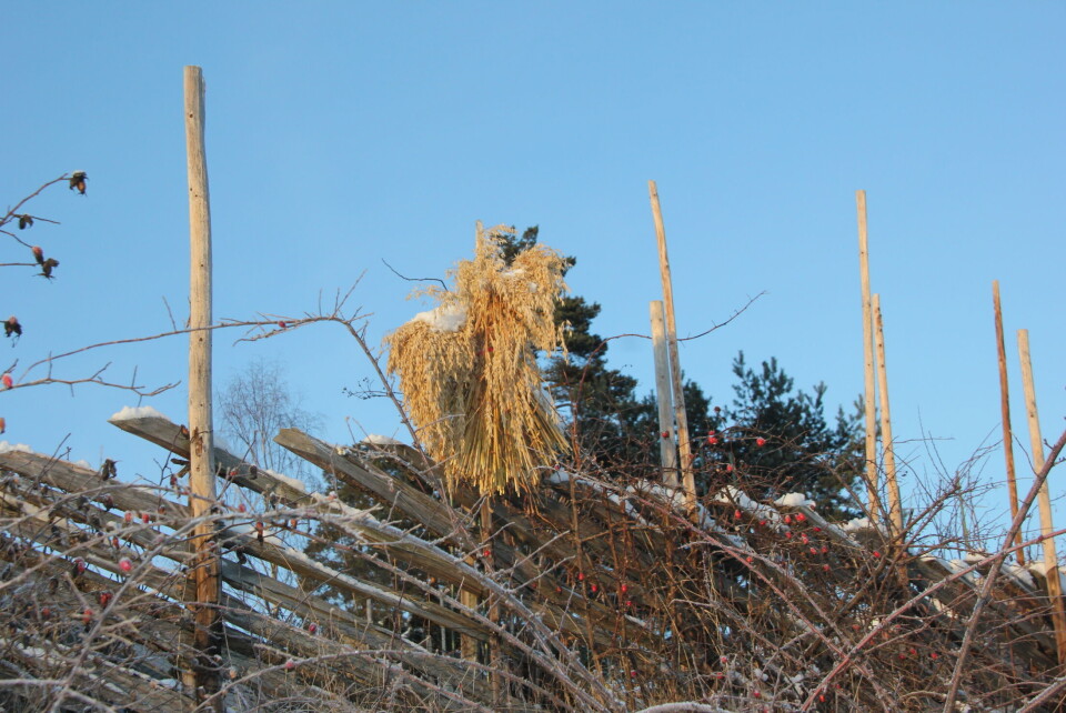 «Vinterhage» romjulen 2014. (Foto: Svanhild Blakstad)