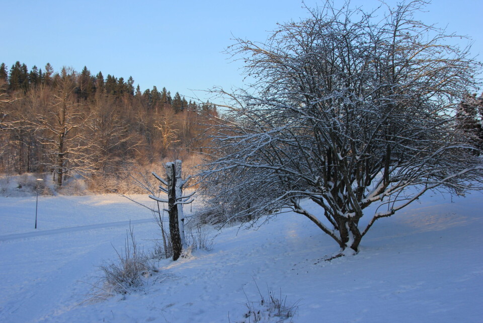 «Vinterhage» romjulen 2014. (Foto: Svanhild Blakstad)