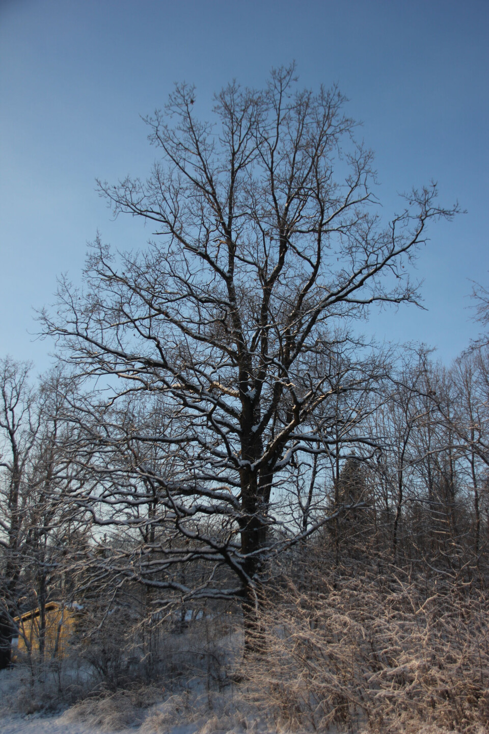«Vinterhage» romjulen 2014. (Foto: Svanhild Blakstad)
