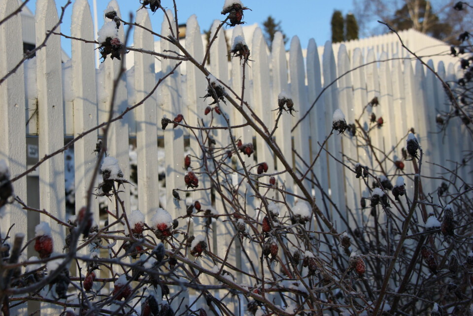 «Vinterhage» romjulen 2014. (Foto: Svanhild Blakstad)