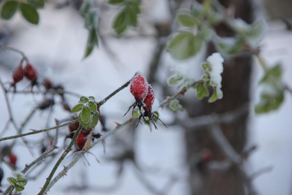 «Vinterhage» romjulen 2014. (Foto: Svanhild Blakstad)