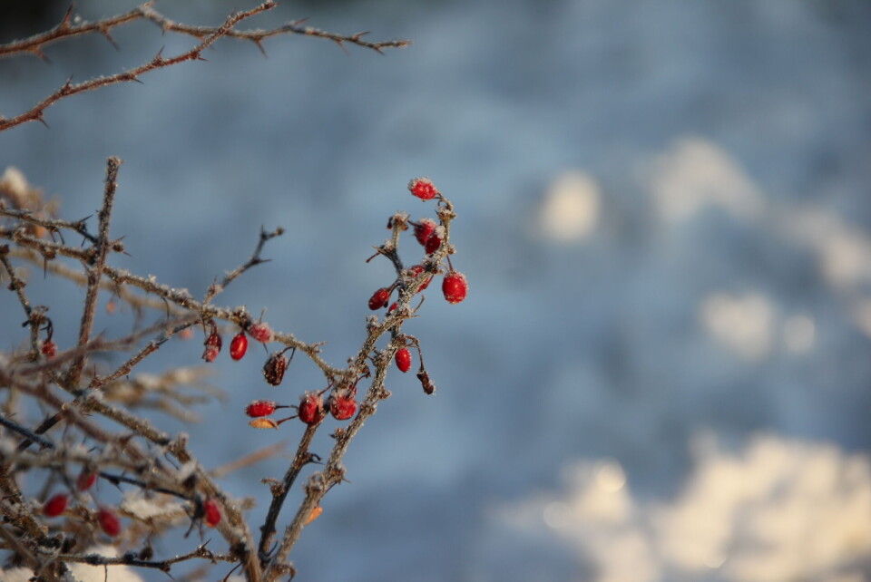 «Vinterhage» romjulen 2014. (Foto: Svanhild Blakstad)