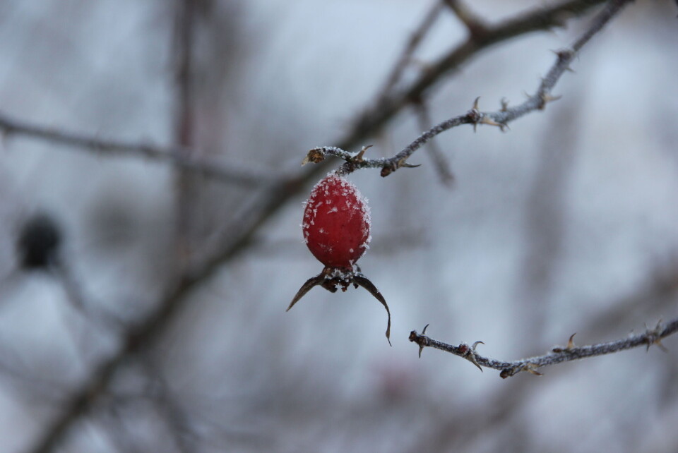«Vinterhage» romjulen 2014. (Foto: Svanhild Blakstad)