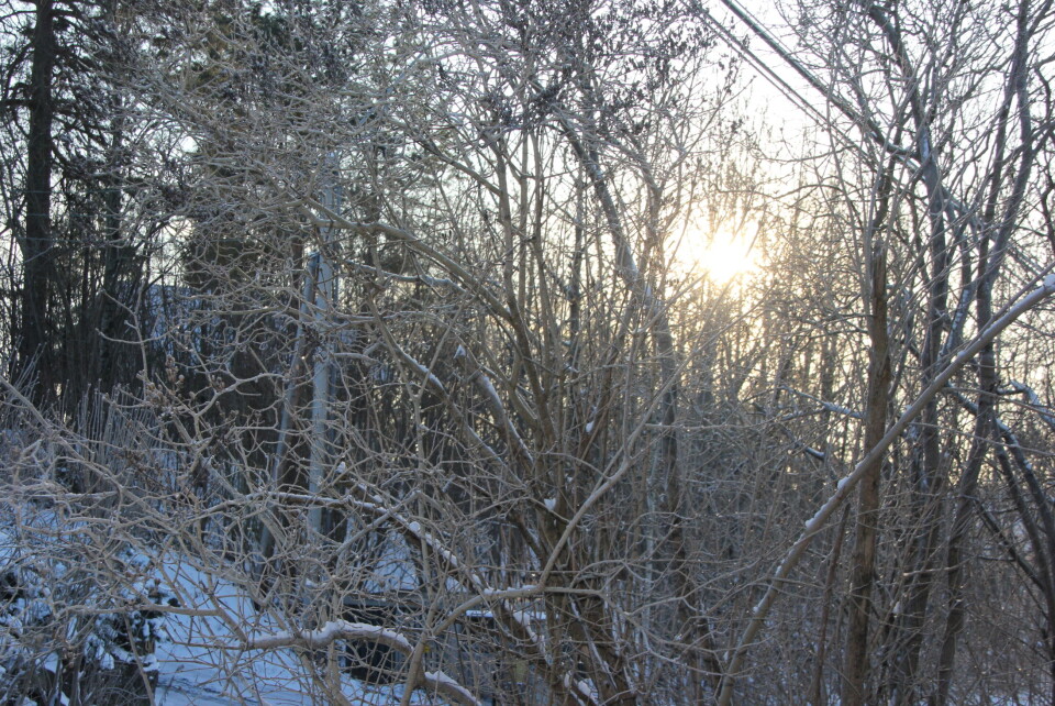 «Vinterhage» romjulen 2014. (Foto: Svanhild Blakstad)