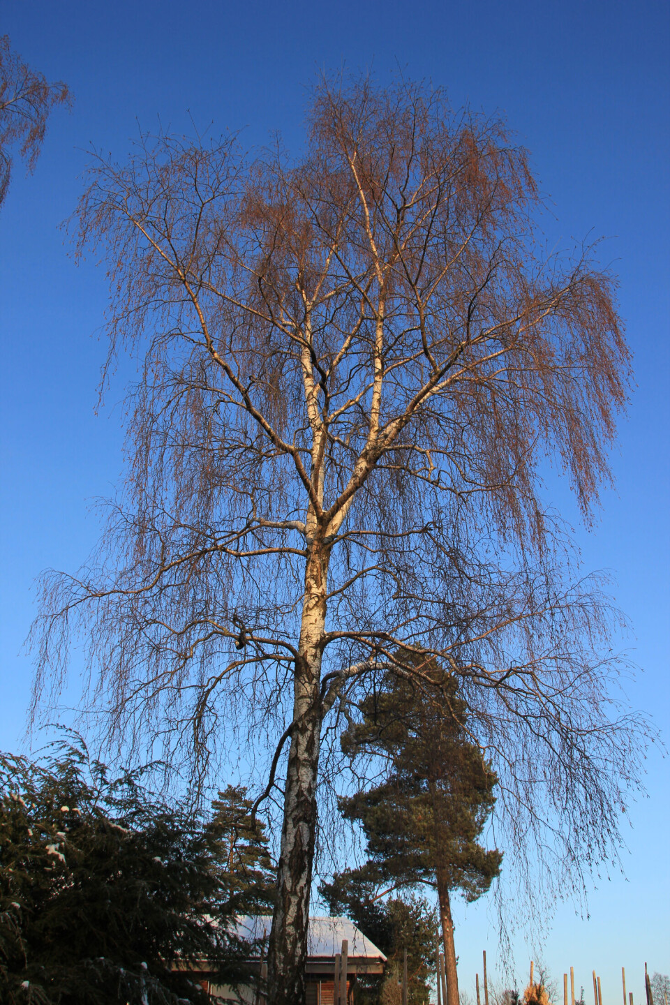 «Vinterhage» romjulen 2014. (Foto: Svanhild Blakstad)