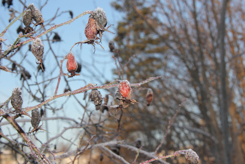 «Vinterhage» romjulen 2014. (Foto: Svanhild Blakstad)