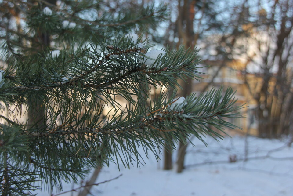 «Vinterhage» romjulen 2014. (Foto: Svanhild Blakstad)