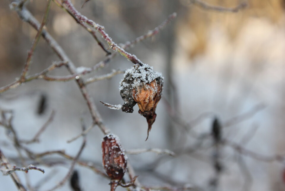 «Vinterhage» romjulen 2014. (Foto: Svanhild Blakstad)
