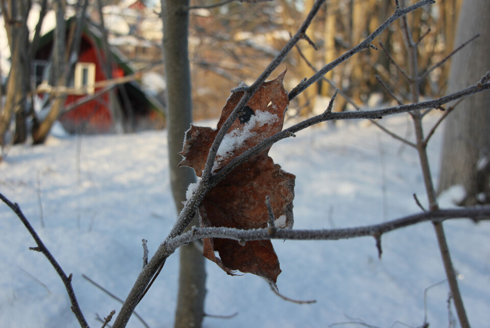 «Vinterhage» romjulen 2014. (Foto: Svanhild Blakstad)