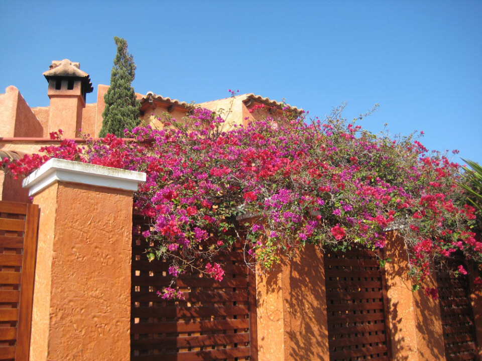 Spaniapåske med blomster og sol