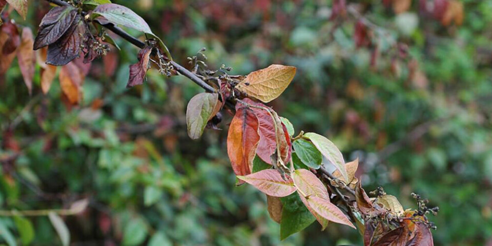 Pærebrann-alarm på Sunnmøre