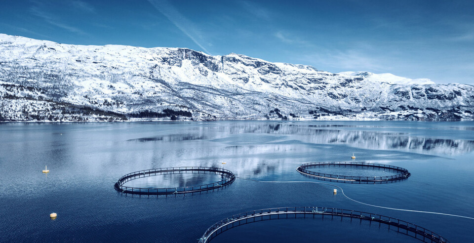 Oppdrettsgiganten Grieg Seafood har utstyrt halvparten av merdene sine i værharde Øksfjord i Finnmark med lakseskjørtet. (Illustrasjonsfoto) Klikk for større versjon