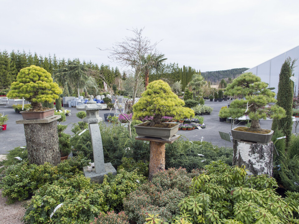 Bonsaitrær i Foss Hagesenter.