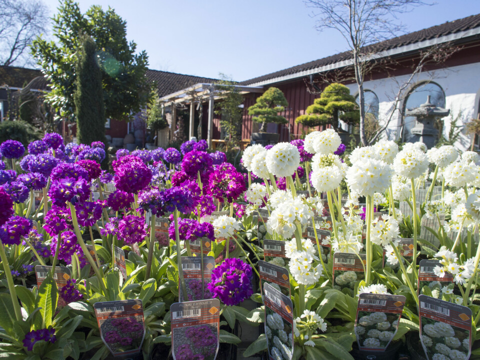 Fra Foss Hagesenter.