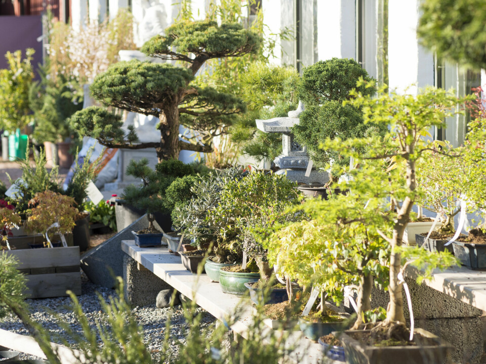 Fra Foss Hagesenter.