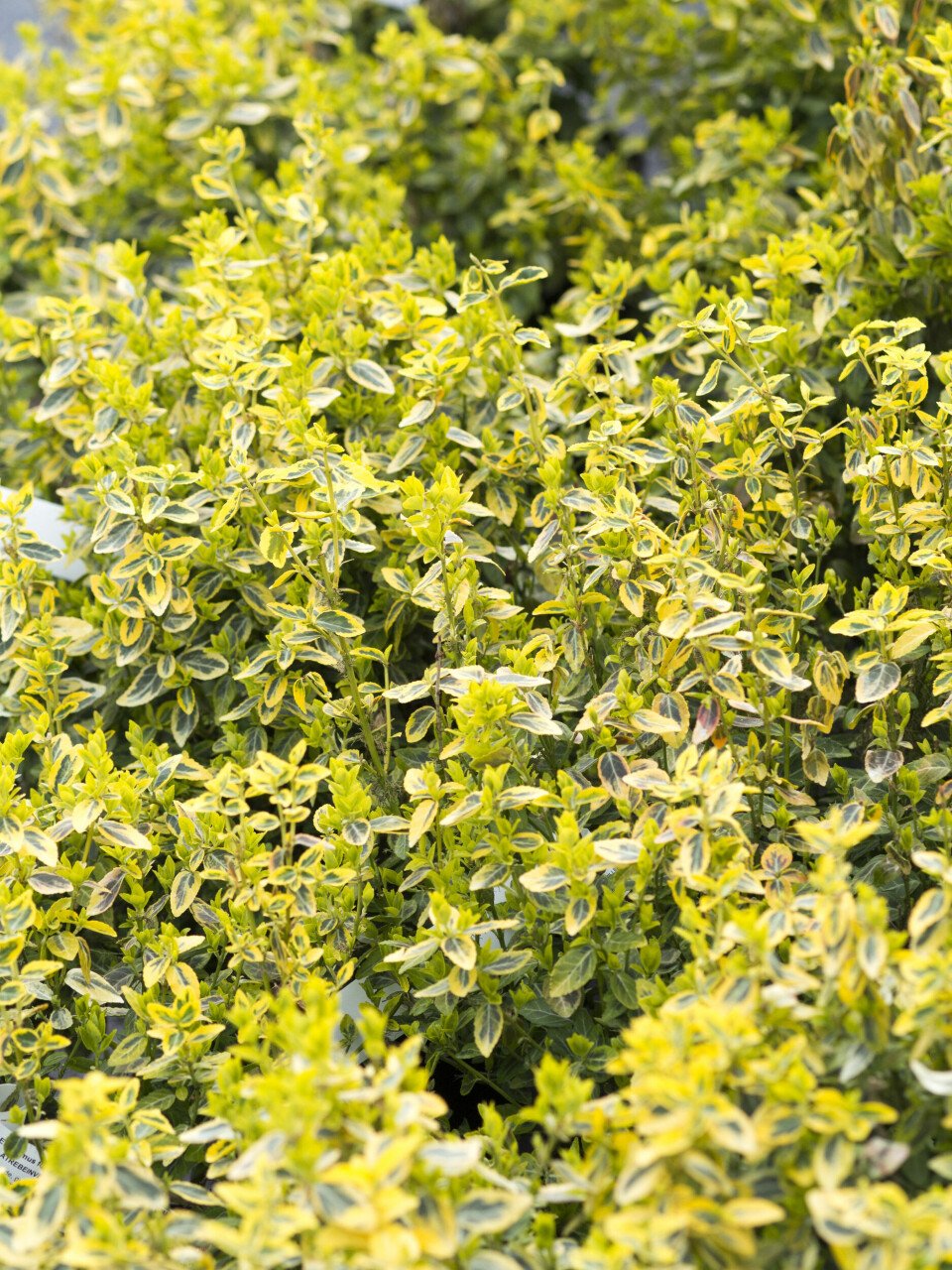 Fra Foss Hagesenter.