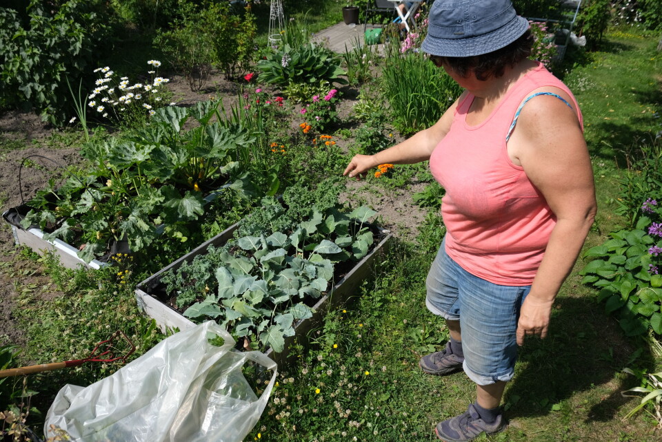 Aud B. Skare peker på grønnkål, som dyrkes til venstre for knutekål. Foto: Marius LysøTakhage på boligprosjektet Løren botaniske. Foto: U.Reist