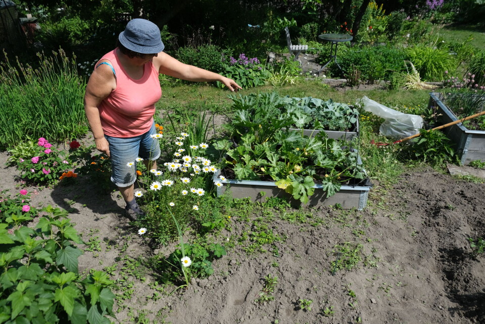 Aud B. Skare viser frem squashplanten sin. Foto: Marius LysøTakhage på boligprosjektet Løren botaniske. Foto: U.Reist