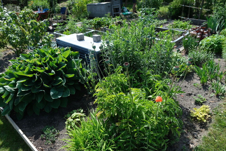 Bjørg Engebretsens parsell i Egebergløkka parsellag. Foto: Marius LysøTakhage på boligprosjektet Løren botaniske. Foto: U.Reist
