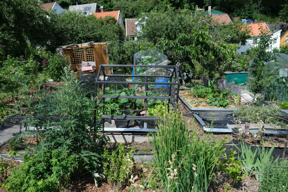 En av parsellene i Egebergløkka parsellag. Foto: Marius LysøTakhage på boligprosjektet Løren botaniske. Foto: U.Reist