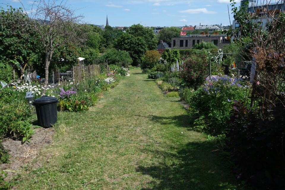 Egebergløkka parsellag ligger i en skråning. Foto: Marius LysøTakhage på boligprosjektet Løren botaniske. Foto: U.Reist