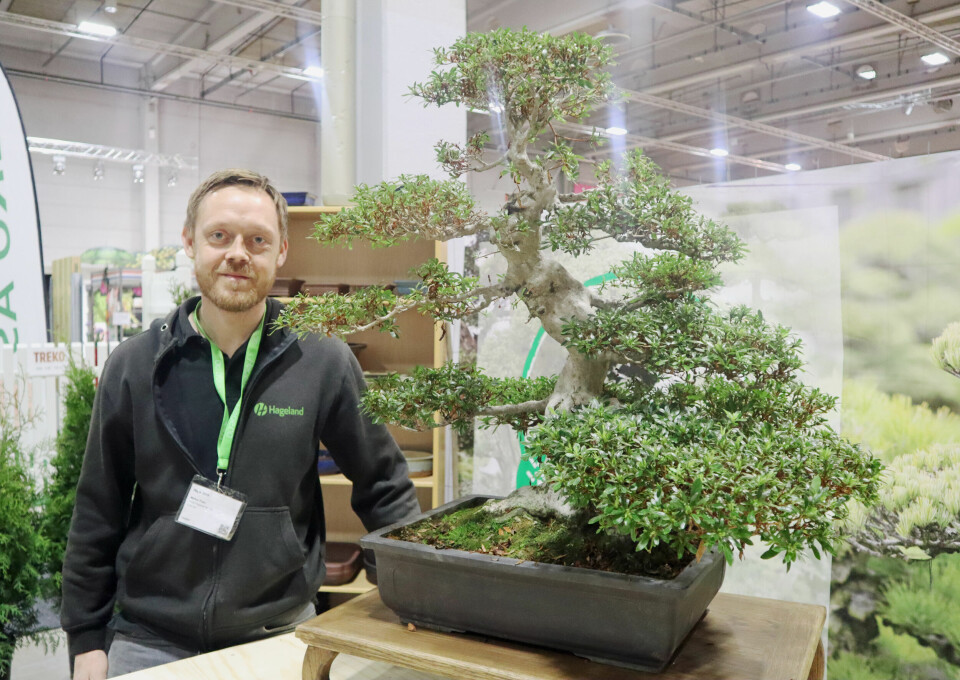 Morten Foss i Taki Bonsai. Foto: Svanhild Blakstad