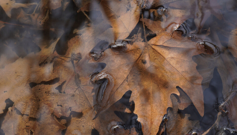 Løv som samler seg kan blokkere avløp og føre til vannansamlinger.