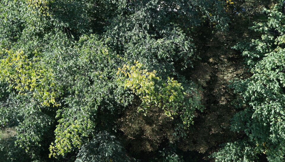 Illustrasjonsfoto: Sindre Sverdrup Strand Trær, Løvtrær, Park