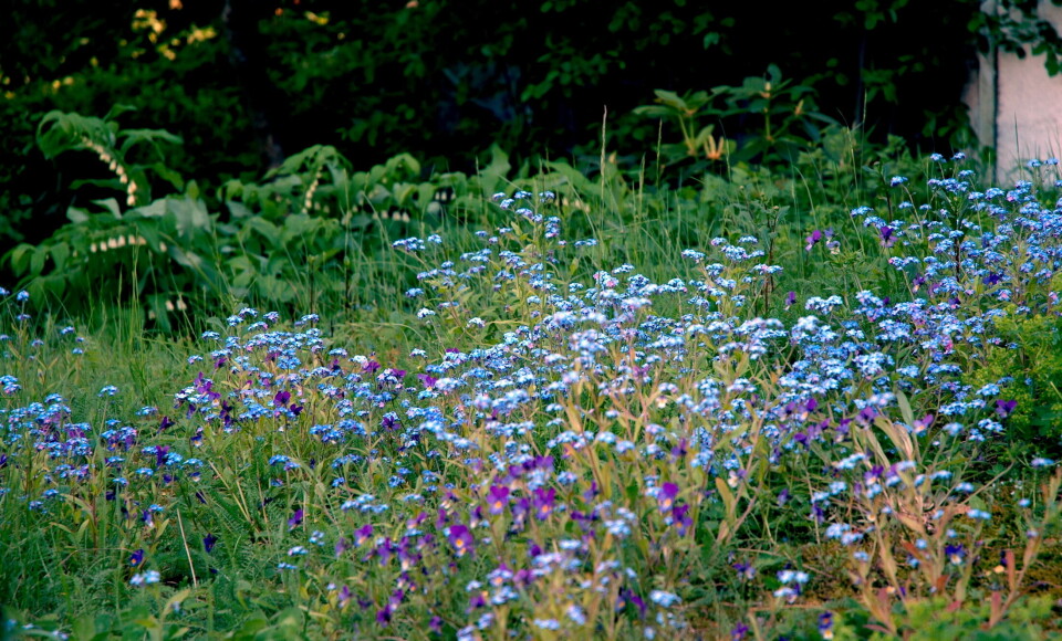 Klippe blomstereng om høsten?