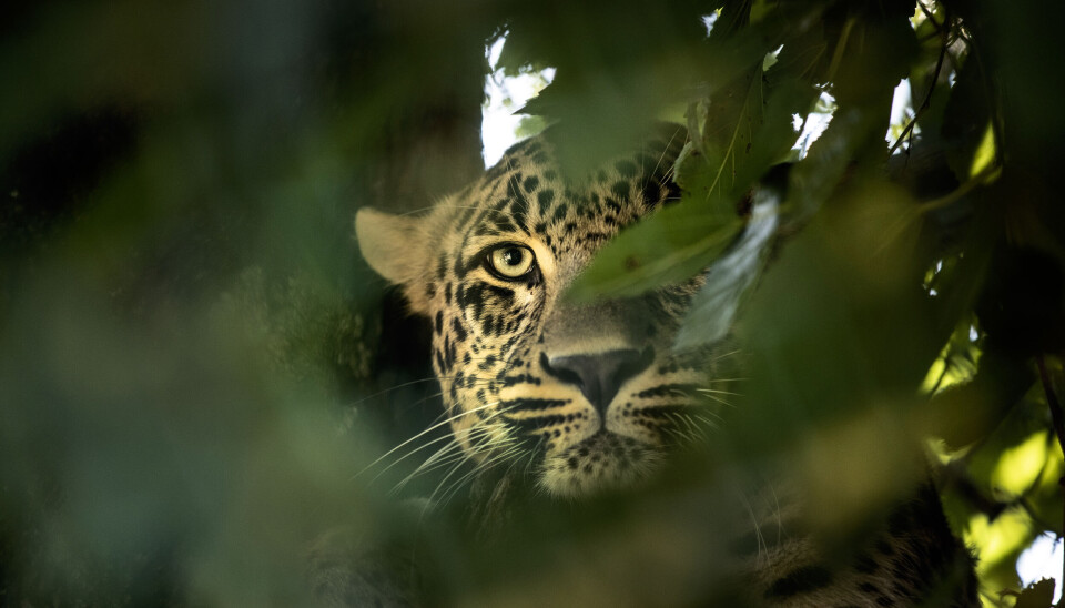 En leopard gikk til angrep på en arbeider på et bruprosjekt i India i desember. Illustrasjonsgoto: AP Photo/Mukhtar Khan