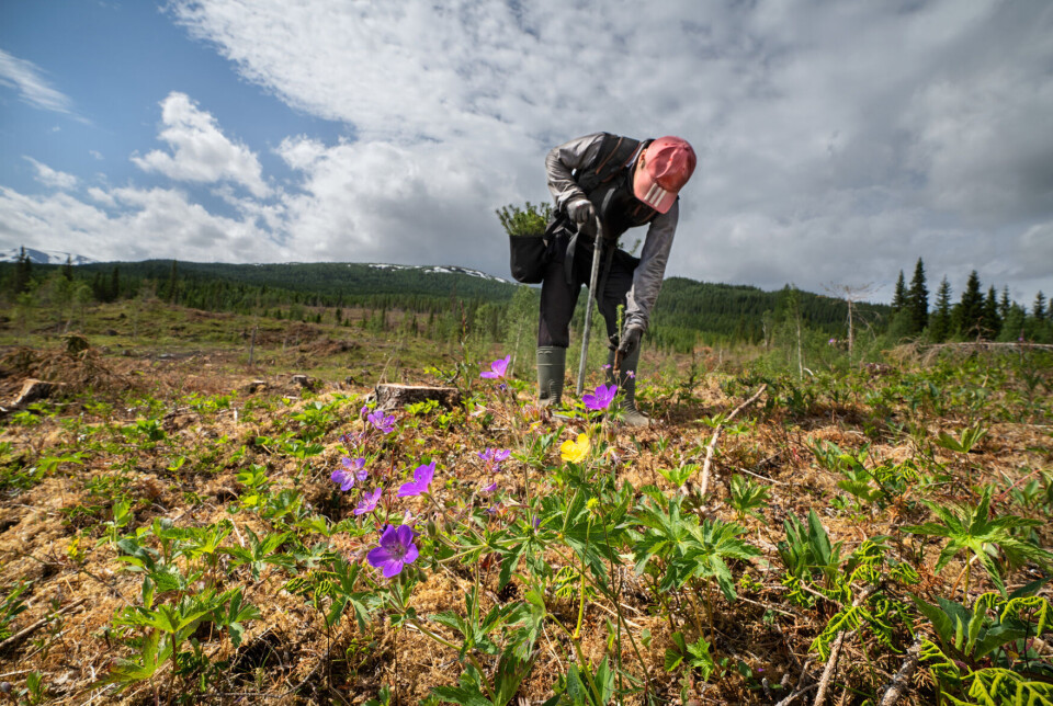 Statskog plantet om lag to millioner skogplanter i 2024 Foto: Steinar Johansen