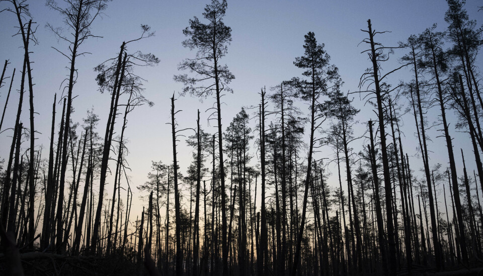 Dette bildet viser noe av den ødelagte skogen i Donetsk i Ukraina i 2024. Foto: AP Photo/Alex Babenko