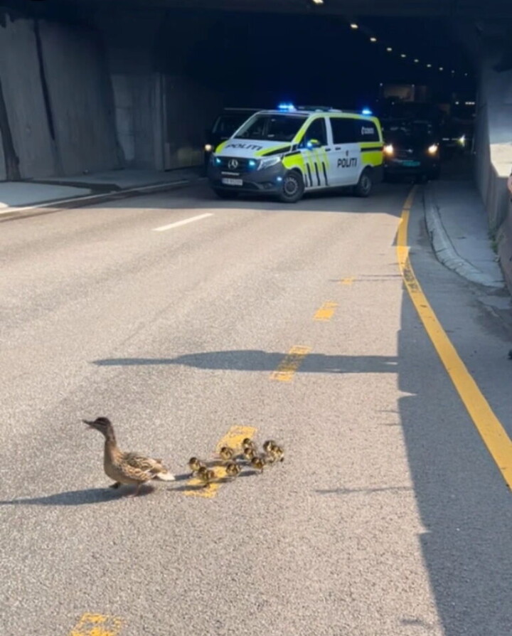 ENDENE MØTES. Når endene møtes ved tunnelen, kan det danne seg kø. Det gjorde det da en andefamilie var på tur utenfor Vålerengatunnelen torsdag formiddag. Foto: Politet / Handout / NTB