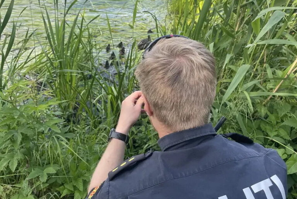 NÅR ENDEN ER GOD. Endene ble sluppet ut i Østensjøvannet etter å ha forvillet seg inn i Vålerengatunnelen torsdag formiddag.Foto: Politet / Handout / NTB