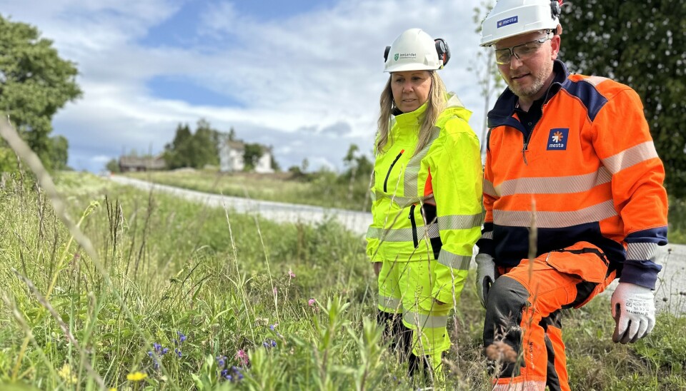 Prosjektleder i Mesta, Amund Aschim Grimsrud på jakt etter den fredede blomsten dragehode sammen med byggeleder Mona Fjeldheim Lindberg.
