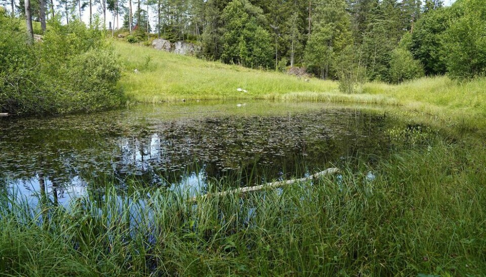 Foto: Bymiljøetaten/Oslo kommune
