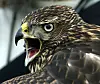 Nærbilde av en ung hønsehauk med åpent nebb og gjennomtrengende blikk.