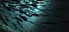 2024.11.20 CRIMAC experiments in Austevoll Research Station. We conduct acoustic broadband echo measurements on a caged population of salmon from small size to large (0,4kg to 3kg) over the season of 2024