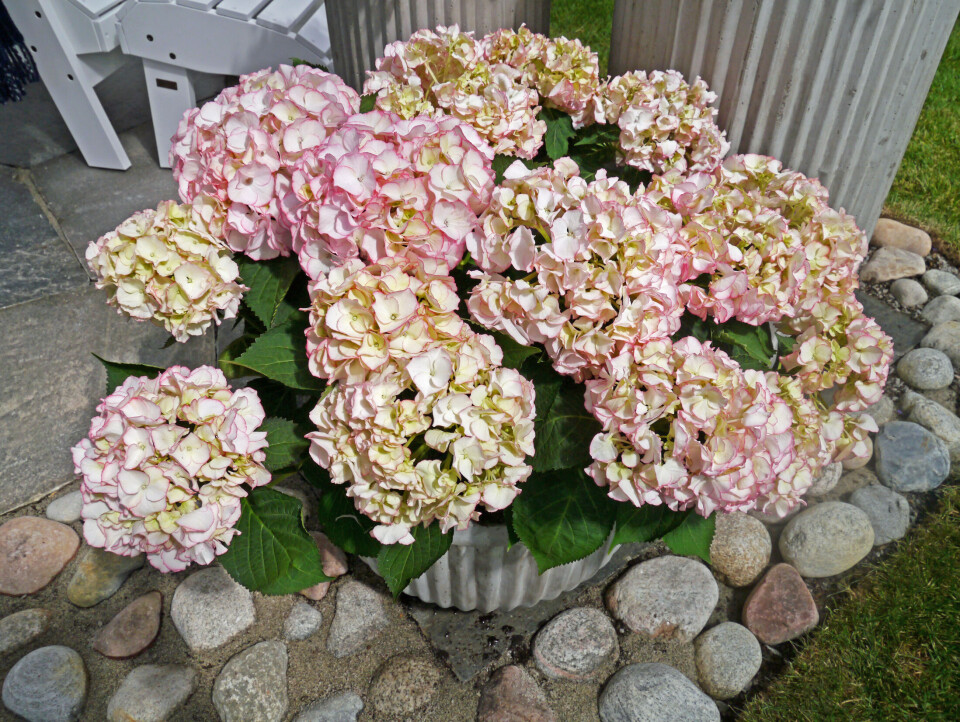 Vent til sensommeren med å flytte hagehortensia, råder hageeksperten.